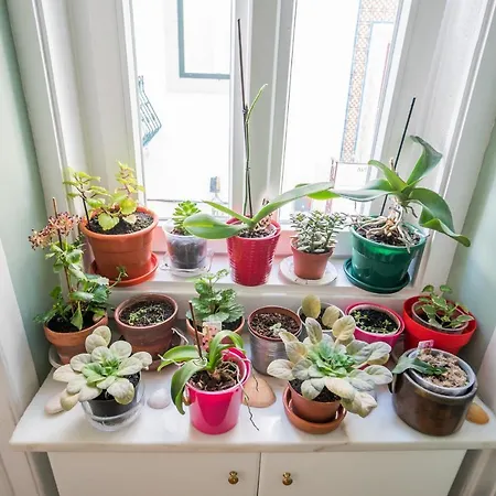 Madragoa Zero דירה ליסבון